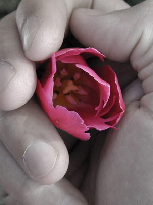 Holding a Tulip