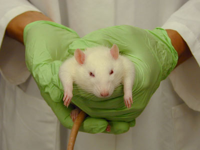 Lab Rat